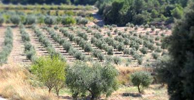 Aceites y vinagres Oleum Flumen