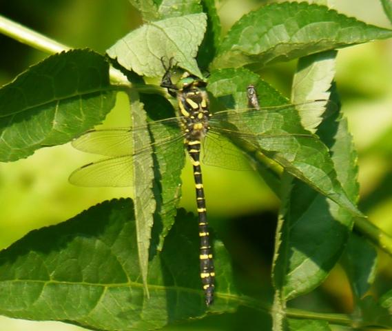 Los colores de las libélulas, amarillo (Cordulegaster boltonii)