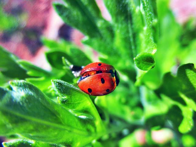 Fiesta de blogs! Macro del dia ... Naturaleza