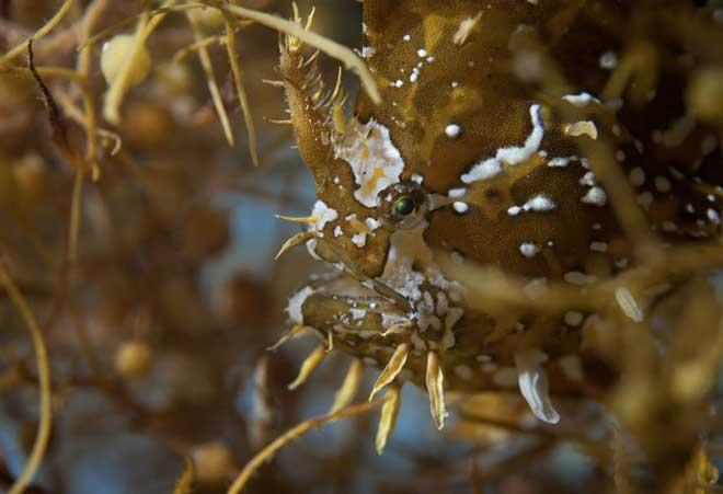 pez de los sargazos (Histrio histrio)