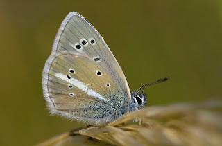 Para ampliar Agrodiaetus damon (Denis & Schiffermüller, 1775) Velludita cintada, azul cintada hacer clic