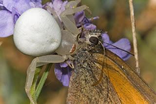 Para ampliar Misumena vatia (detalle) hacer clic