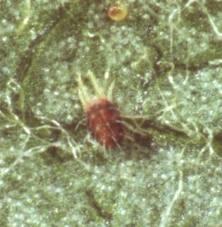 CÓMO COMBATIR LA ARAÑA ROJA EN EL HUERTO