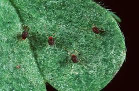 CÓMO COMBATIR LA ARAÑA ROJA EN EL HUERTO