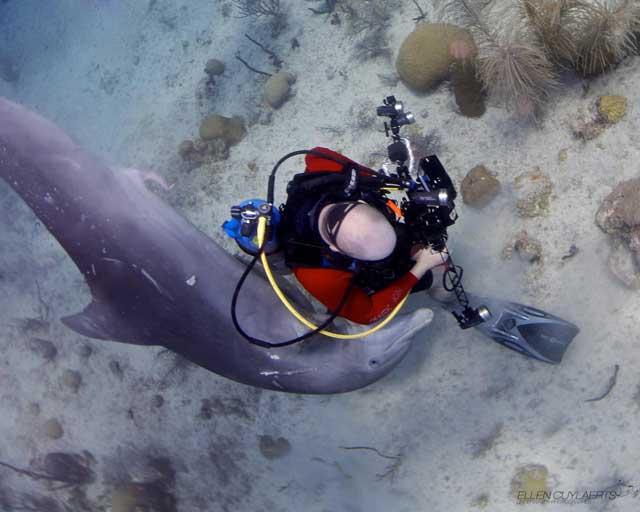 acoso de delfín a un buzo
