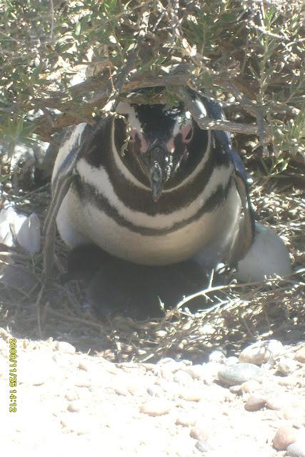 Se inicia la temporada de pingüinos de Punta Tombo 5* Vuelta a la Patagonia de la Montaña al Mar, Se viene la 6*..