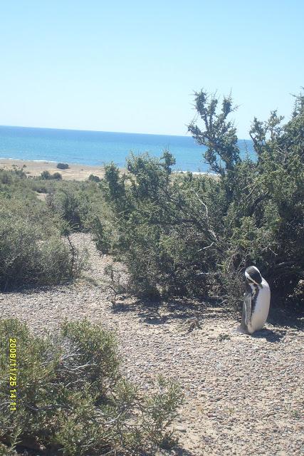 Se inicia la temporada de pingüinos de Punta Tombo 5* Vuelta a la Patagonia de la Montaña al Mar, Se viene la 6*..