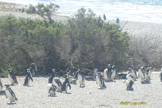 Se inicia la temporada de pingüinos de Punta Tombo 5* Vuelta a la Patagonia de la Montaña al Mar, Se viene la 6*..