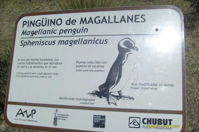 Se inicia la temporada de pingüinos de Punta Tombo 5* Vuelta a la Patagonia de la Montaña al Mar, Se viene la 6*..