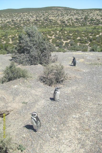 Se inicia la temporada de pingüinos de Punta Tombo 5* Vuelta a la Patagonia de la Montaña al Mar, Se viene la 6*..