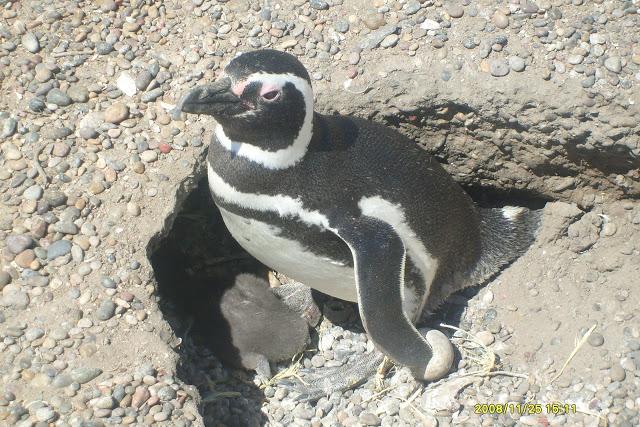 Se inicia la temporada de pingüinos de Punta Tombo 5* Vuelta a la Patagonia de la Montaña al Mar, Se viene la 6*..