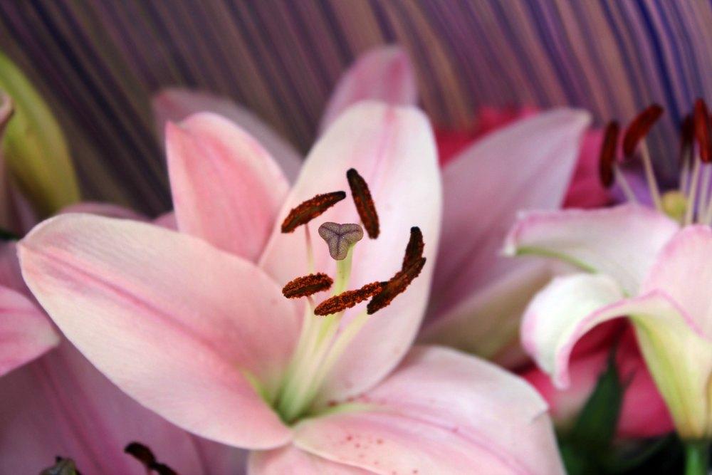 Birthday Flowers