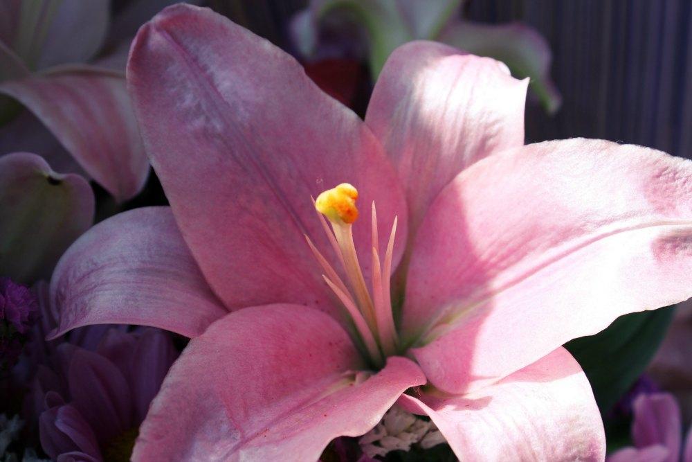 Birthday Flowers