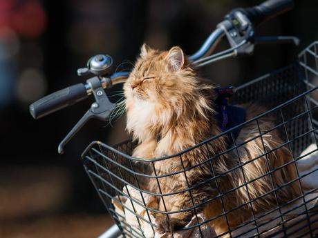 Un Rayo de Sol Un Rayo de Sol