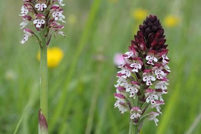 Tribulaciones de un Guardabosques