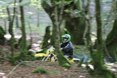 Tribulaciones de un Guardabosques