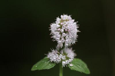 Tribulaciones de un Guardabosques