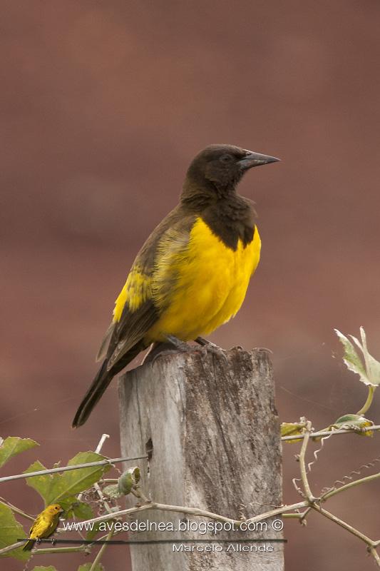 Pecho amarillo grande (Yellow-rumped Marshbird) Pseudoleistes guirahuro