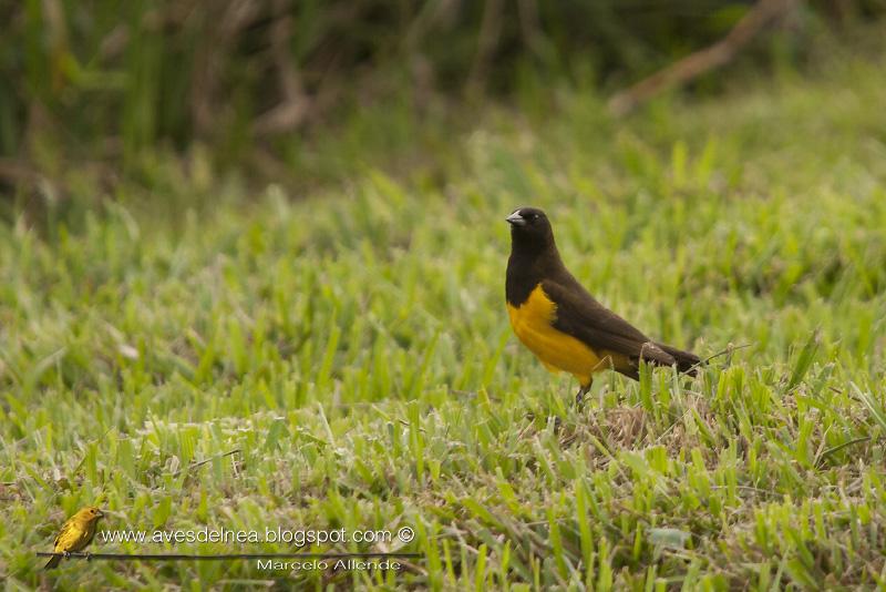 Pecho amarillo grande (Yellow-rumped Marshbird) Pseudoleistes guirahuro