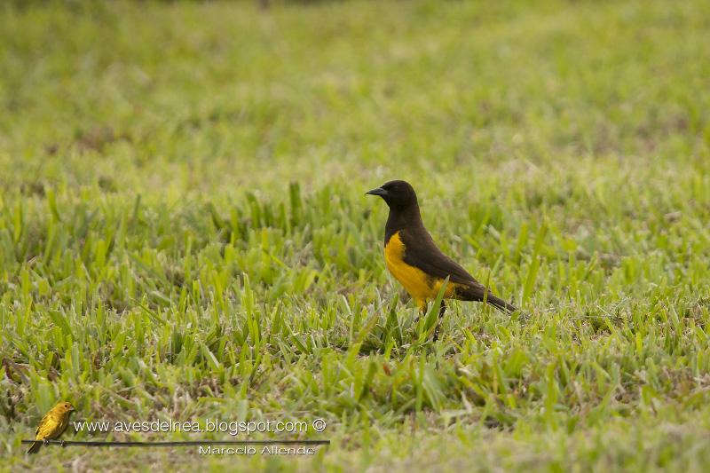 Pecho amarillo grande (Yellow-rumped Marshbird) Pseudoleistes guirahuro