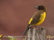 Pecho amarillo grande (Yellow-rumped Marshbird) Pseudoleistes guirahuro