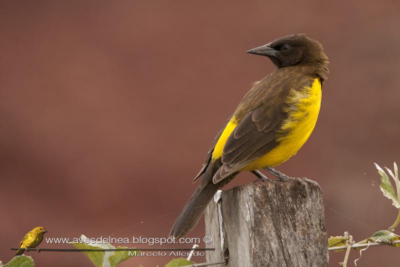 Pecho amarillo grande (Yellow-rumped Marshbird) Pseudoleistes guirahuro