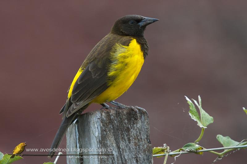 Pecho amarillo grande (Yellow-rumped Marshbird) Pseudoleistes guirahuro