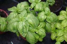 Lasaña de verduras  ( Lasagne di verdure)