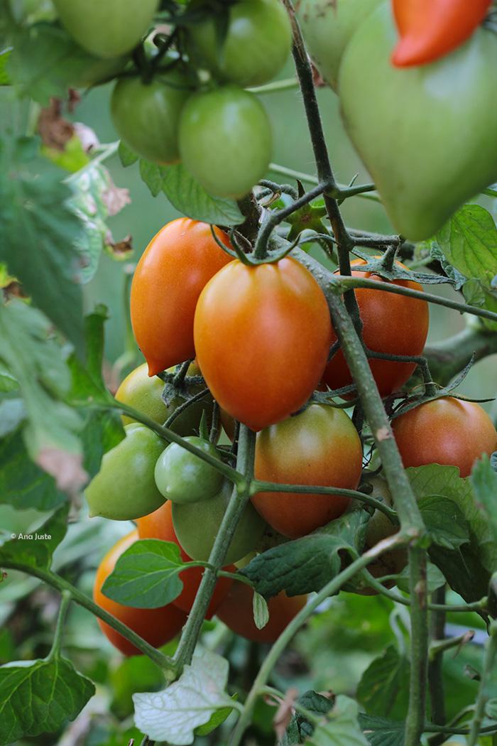 tomates en racimo
