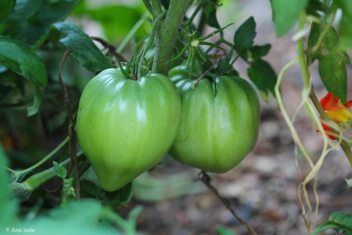 tomates verdes coeur de boeuf