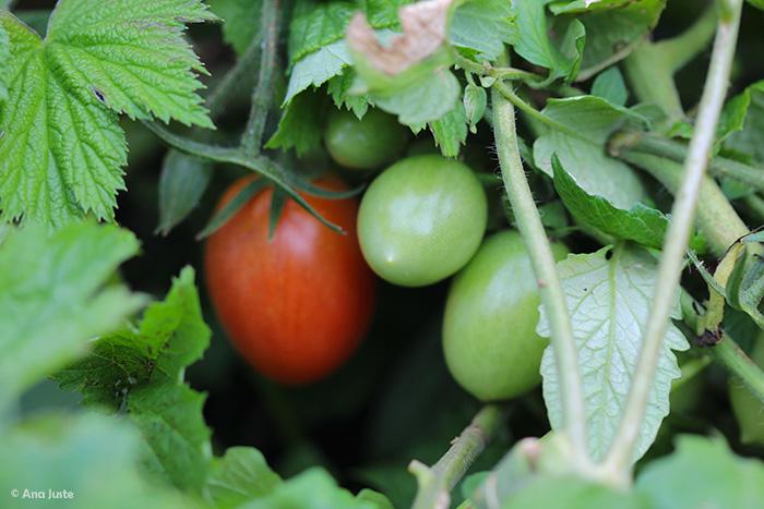 tomates huerto