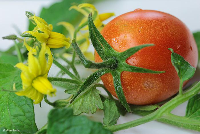 tomate y flor de tomate