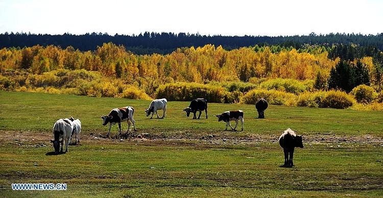 Remedios caseros para llegar a ser (o parecer) una MQMF