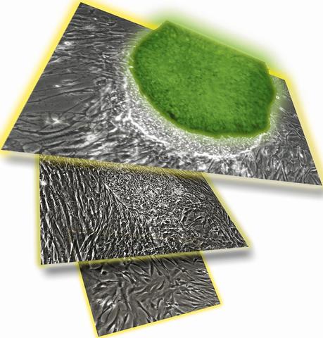 Nuevas terapias celulares; Células madre iPS más seguras; Divulgación científica…