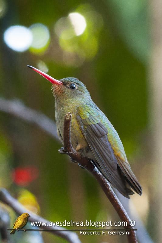 Picaflor bronceado (Gilded Sapphire) Hylocharis chrysura