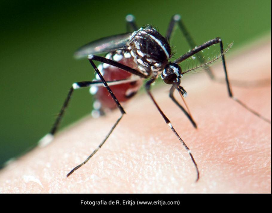 mosquito tigre creditos eritja com