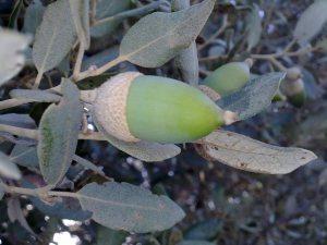 QUERCUS ILEX - 082011 - 68 megustaelmedionatural