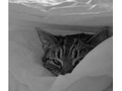 Cómo hacer gatito duerma noche