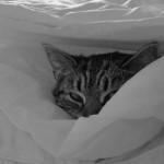 cómo hacer que tu gatito duerma por la noche