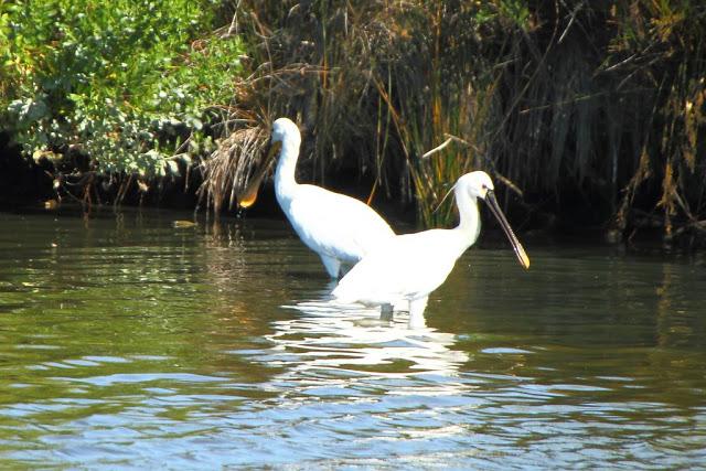 CICONIIFORMES-AVES ZANCUDAS