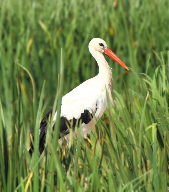 CICONIIFORMES-AVES ZANCUDAS