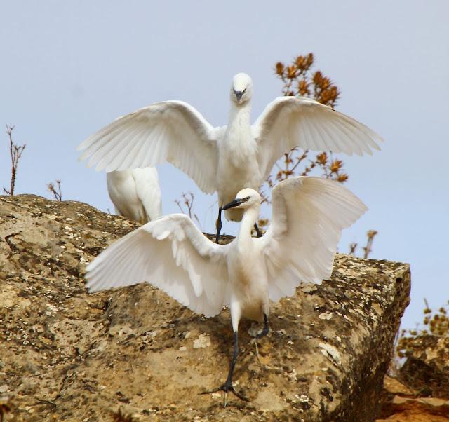 CICONIIFORMES-AVES ZANCUDAS