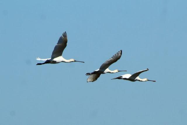 CICONIIFORMES-AVES ZANCUDAS