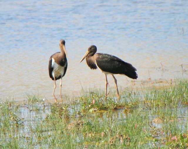 CICONIIFORMES-AVES ZANCUDAS