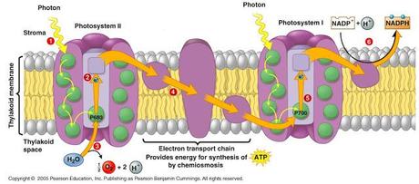 Fotosistema I en la cadena de transporte de electrones fotosintética