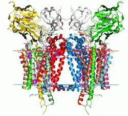 Citocromo fotosintético b6f
