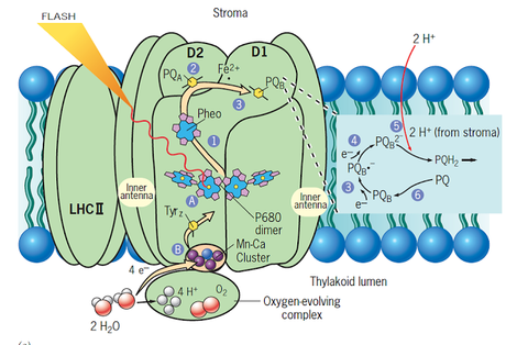 Flujo de electrones desde el agua al fotosistema II El rompimiento del agua en la fotosintesis