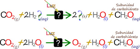 Flujo de electrones desde el agua al fotosistema II El rompimiento del agua en la fotosintesis