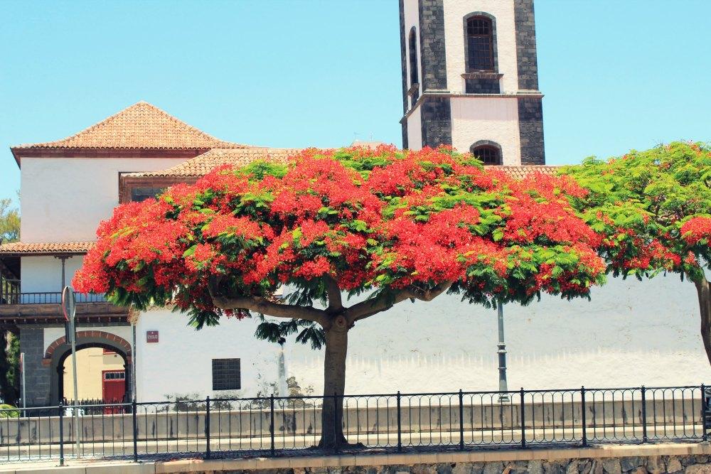 Callejeando por Santa Cruz de Tenerife