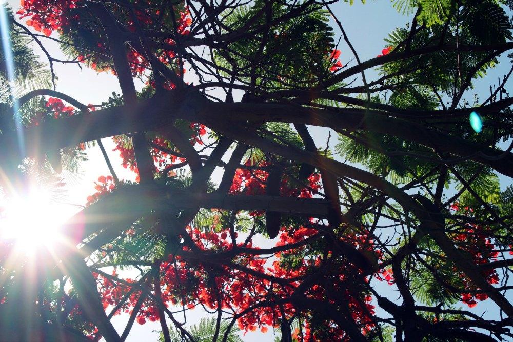 Callejeando por Santa Cruz de Tenerife